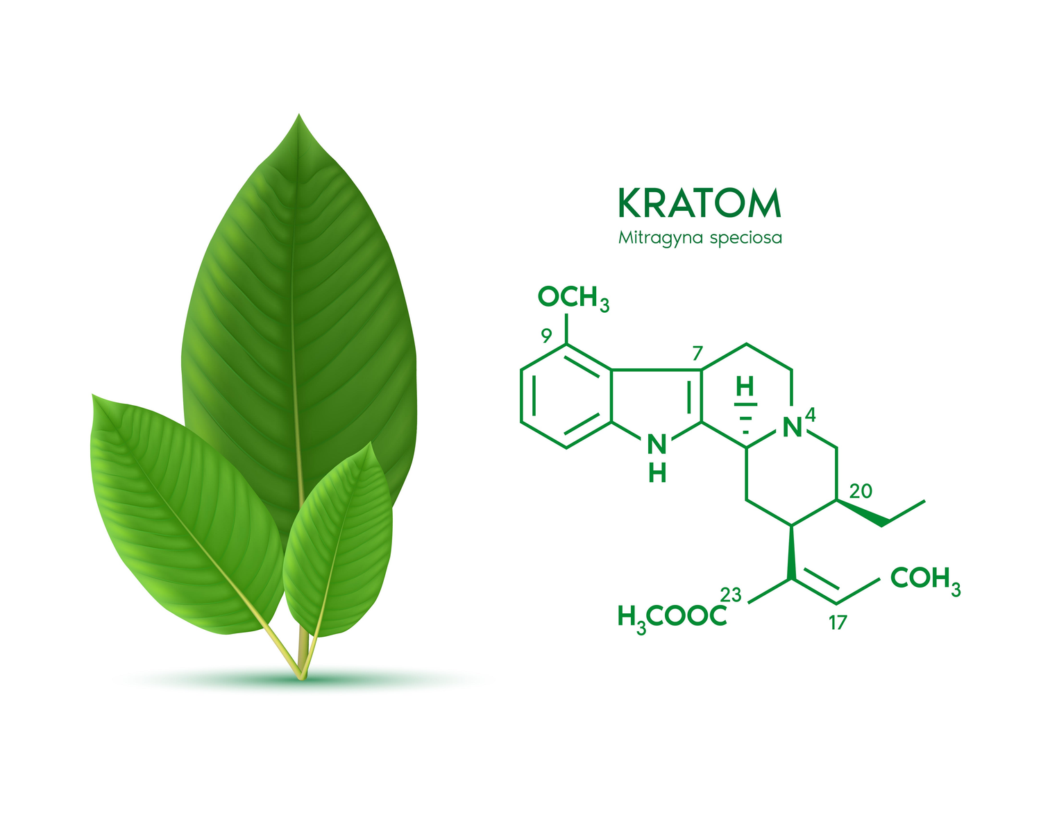 7-OH | High-Potency Kratom Extracts – Fast-Acting Energy and Relief | Online at Zenhop